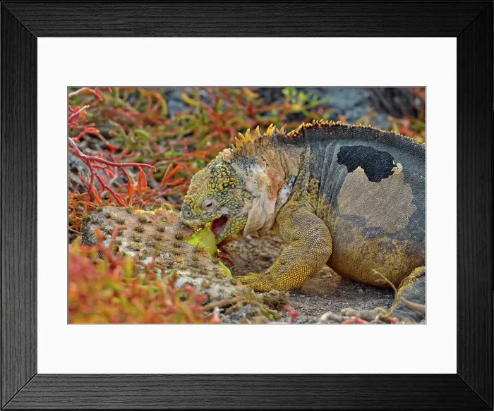 Framed Print : Galapagos land iguana (Conolophus subcristatus) eating cactus pad, Galapagos Islands National Park, South Plaza Island, Ecuador Framed Print : Galapagos land iguana (Conolophus subcristatus) eating cactus pad, Galapagos Islands National Park, South Plaza Island, Ecuador