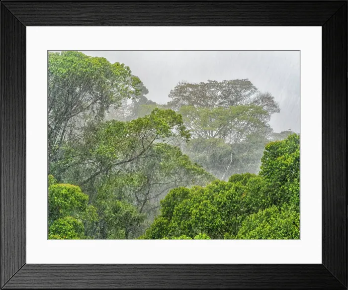 Framed Print : Torrential Rains in the lowland Caribbean Rainforests of Costa Rica Framed Print : Torrential Rains in the lowland Caribbean Rainforests of Costa Rica