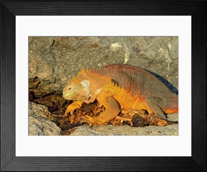 Framed Print : Galapagos land iguana (Conolophus subcristatus) Scavenging sea lion carcass, Galapagos Islands National Park, South Plaza Island, Ecuador Framed Print : Galapagos land iguana (Conolophus subcristatus) Scavenging sea lion carcass, Galapagos Islands National Park, South Plaza Island, Ecuador