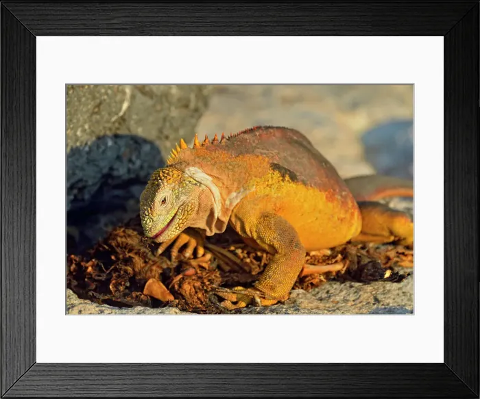 Framed Print : Galapagos land iguana (Conolophus subcristatus) Scavenging sea lion carcass, Galapagos Islands National Park, South Plaza Island, Ecuador Framed Print : Galapagos land iguana (Conolophus subcristatus) Scavenging sea lion carcass, Galapagos Islands National Park, South Plaza Island, Ecuador