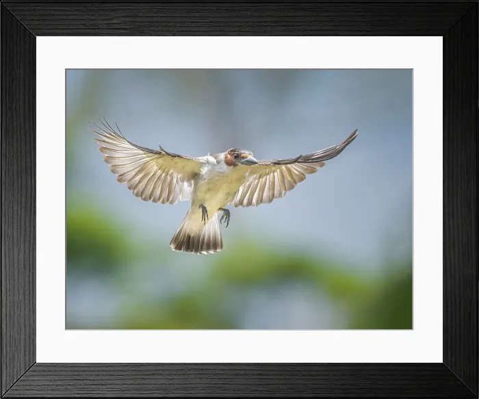 Framed Print : Black-crowned Tityra (Tityra inquisitor) female in flight, Boca Tapada, Alajuela, Costa Rica Framed Print : Black-crowned Tityra (Tityra inquisitor) female in flight, Boca Tapada, Alajuela, Costa Rica