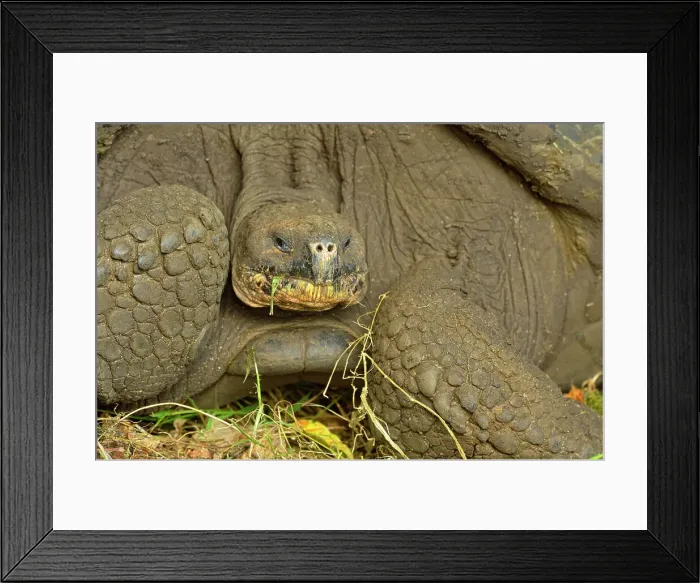 Framed Print : Galapagos giant tortoise (Geochelone elephantopus) Wild specimen foraging for grass and fruit in the highlands, Galapagos Islands National Park, Santa Cruz Island, Ecuador Framed Print : Galapagos giant tortoise (Geochelone elephantopus) Wild specimen foraging for grass and fruit in the highlands, Galapagos Islands National Park, Santa Cruz Island, Ecuador