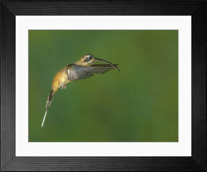 Framed Print : Long-billed Hermit (Phaethornis longirostris), Boca Tapada Alajuela, Costa Rica Framed Print : Long-billed Hermit (Phaethornis longirostris), Boca Tapada Alajuela, Costa Rica