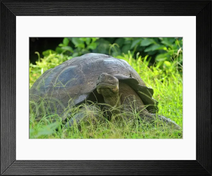 Framed Print : Galapagos giant tortoise (Geochelone elephantopus) Wild specimen foraging for grass and fruit in the highlands, Galapagos Islands National Park, Santa Cruz Island, Ecuador Framed Print : Galapagos giant tortoise (Geochelone elephantopus) Wild specimen foraging for grass and fruit in the highlands, Galapagos Islands National Park, Santa Cruz Island, Ecuador