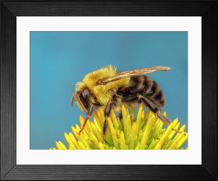 Framed Print : Common Eastern Bumble Bee (Bombus impatiens), Thornton, Ontario, Canada Framed Print : Common Eastern Bumble Bee (Bombus impatiens), Thornton, Ontario, Canada