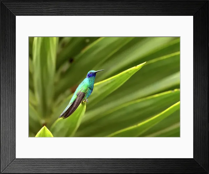 Framed Print : Tropical hummingbird- Sparkling violetear (Colibri coruscans), Nono, Pichincha, Ecuador Framed Print : Tropical hummingbird- Sparkling violetear (Colibri coruscans), Nono, Pichincha, Ecuador