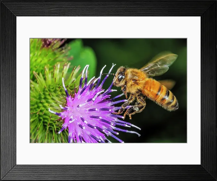 Framed Print : Honeybee on Burdock Blossom Framed Print : Honeybee on Burdock Blossom