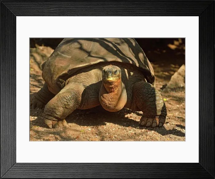 Framed Print : Galapagos giant tortoise (Geochelone elephantopus) Captive specimen Pepe at the Galapagos Islands INterpretive Centre, Galapagos Islands National Park Visitor Interpretation Centre, Puerto Baquerizo Moreno, San Cristobal Island, Ecuador