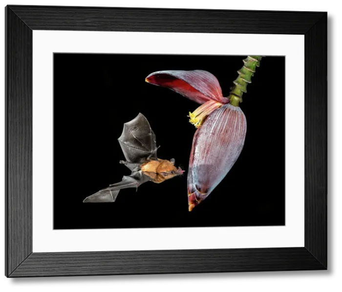 Framed Print : Orange Nectar Bat (Lonchophylla robusta), Boca Tapada, Alajuela, Costa Rica Framed Print : Orange Nectar Bat (Lonchophylla robusta), Boca Tapada, Alajuela, Costa Rica