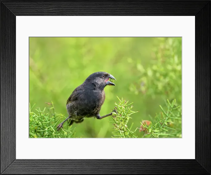 Framed Print : Galapagos Finch eating fruit in tree, Charles Darwin Research Station, Puerto Aroya, Santa Cruz Island, Ecuador Framed Print : Galapagos Finch eating fruit in tree, Charles Darwin Research Station, Puerto Aroya, Santa Cruz Island, Ecuador