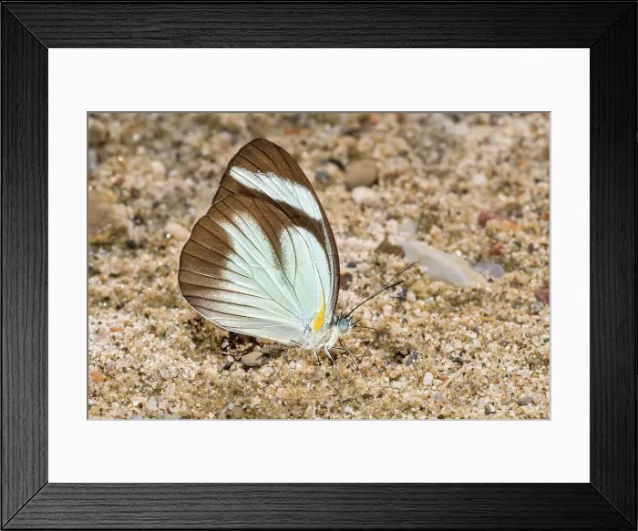 Framed Print : Mud-puddling Black-banded Whites butterfly (Itaballia demophile), Tarapoto, Peru Framed Print : Mud-puddling Black-banded Whites butterfly (Itaballia demophile), Tarapoto, Peru