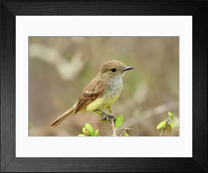 Framed Print : Galapagos Flycatcher (Myiarchus magnirostris), Galapagos Islands National Park, Santa Cruz Is. Dragon Hill, Ecuador