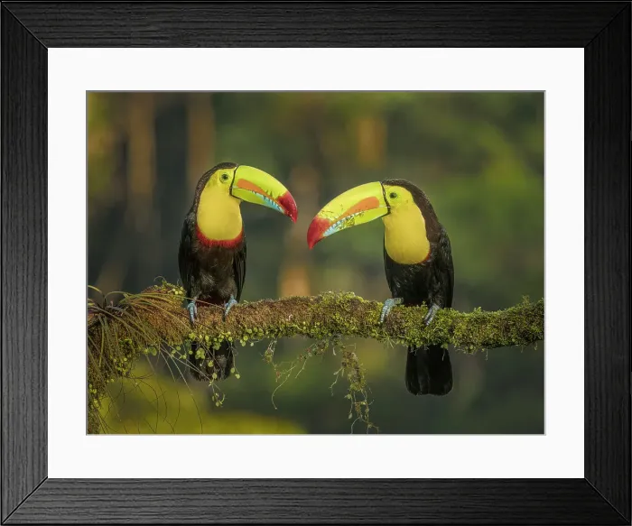 Framed Print : Keel-billed Toucans (Ramphastos sulfuratus), Boca Tapada, Ajauela, Costa Rica Framed Print : Keel-billed Toucans (Ramphastos sulfuratus), Boca Tapada, Ajauela, Costa Rica