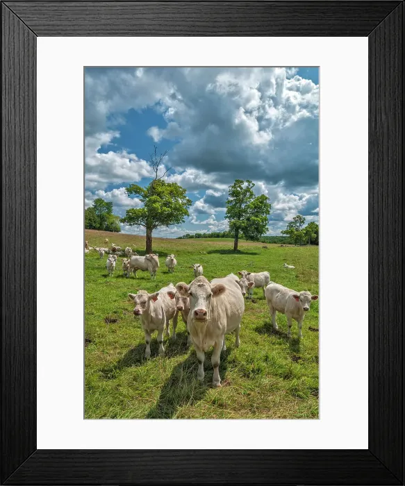 Framed Print : Charlois cattle in summer pasture near Orillia, Ontario, Canada Framed Print : Charlois cattle in summer pasture near Orillia, Ontario, Canada