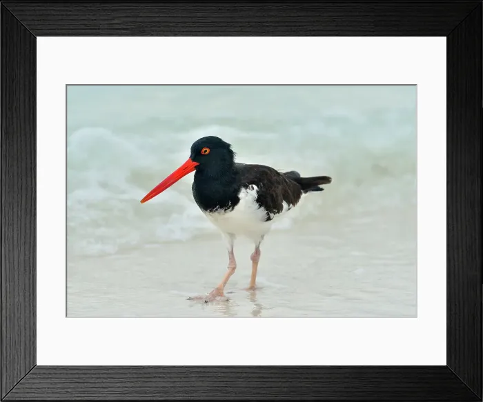 Framed Print : American Oystercatcher (Haematopus palliatus), Galapagos Islands National Park, Espanola (Hood) Island, Gardner Bay, Ecuador Framed Print : American Oystercatcher (Haematopus palliatus), Galapagos Islands National Park, Espanola (Hood) Island, Gardner Bay, Ecuador