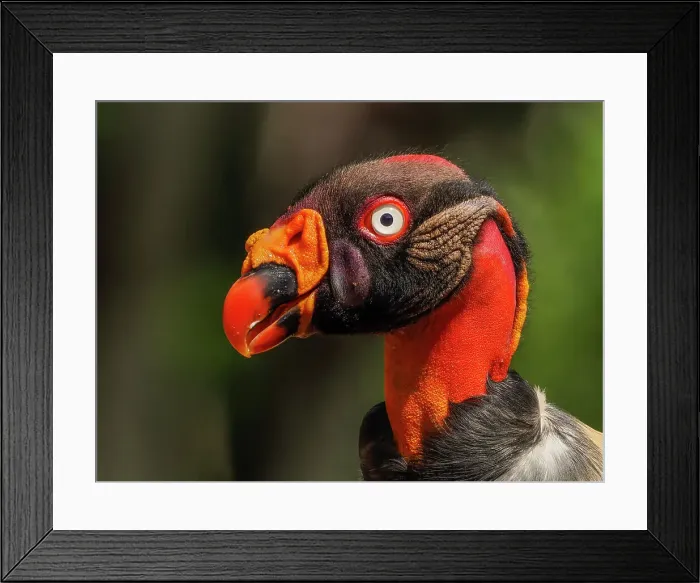 Framed Print : King Vulture (Sarcoramphus papa), Boca Tapada, Costa Rica Framed Print : King Vulture (Sarcoramphus papa), Boca Tapada, Costa Rica