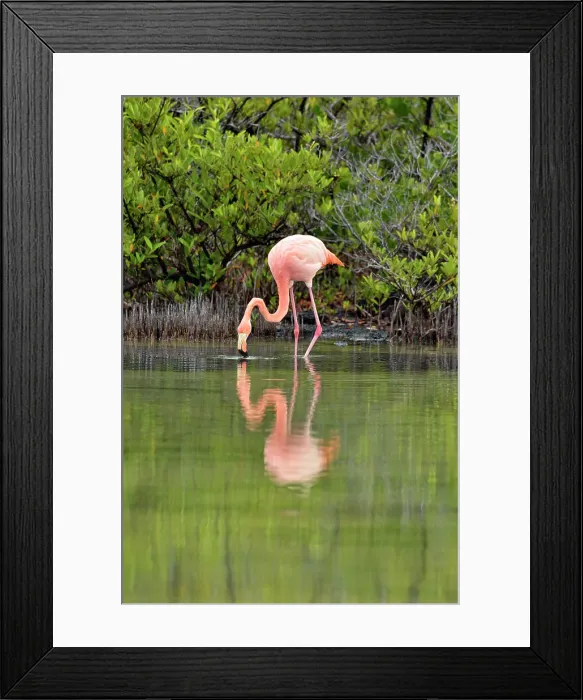 Framed Print : Greater Flamingo (Phoenicopterus roseus), Galapagos Islands National Park, Santa Cruz Is. Las Bachas Beach, Ecuador Framed Print : Greater Flamingo (Phoenicopterus roseus), Galapagos Islands National Park, Santa Cruz Is. Las Bachas Beach, Ecuador
