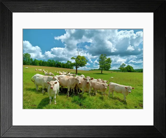 Framed Print : Charlois cattle in summer pasture near Orillia, Ontario, Canada Framed Print : Charlois cattle in summer pasture near Orillia, Ontario, Canada