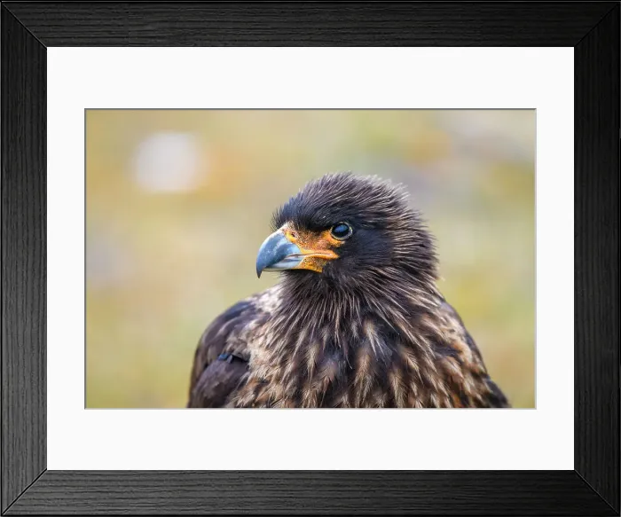 Framed Print : Striated caracara (Phalcoboenus australis), Saunders Island, West Falkland, Falkland Islands Framed Print : Striated caracara (Phalcoboenus australis), Saunders Island, West Falkland, Falkland Islands