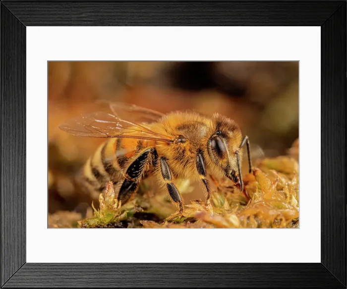 Framed Print : Honeybee, Thornton, Ontario, Canada Framed Print : Honeybee, Thornton, Ontario, Canada