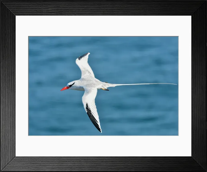 Framed Print : Red-billed Tropicbird (Phaethon aethereus), Galapagos Islands National Park, South Plaza Island, Ecuador Framed Print : Red-billed Tropicbird (Phaethon aethereus), Galapagos Islands National Park, South Plaza Island, Ecuador
