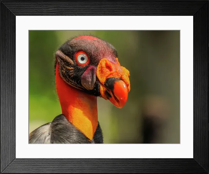 Framed Print : King Vulture (Sarcoramphus papa), Boca Tapada, Costa Rica Framed Print : King Vulture (Sarcoramphus papa), Boca Tapada, Costa Rica