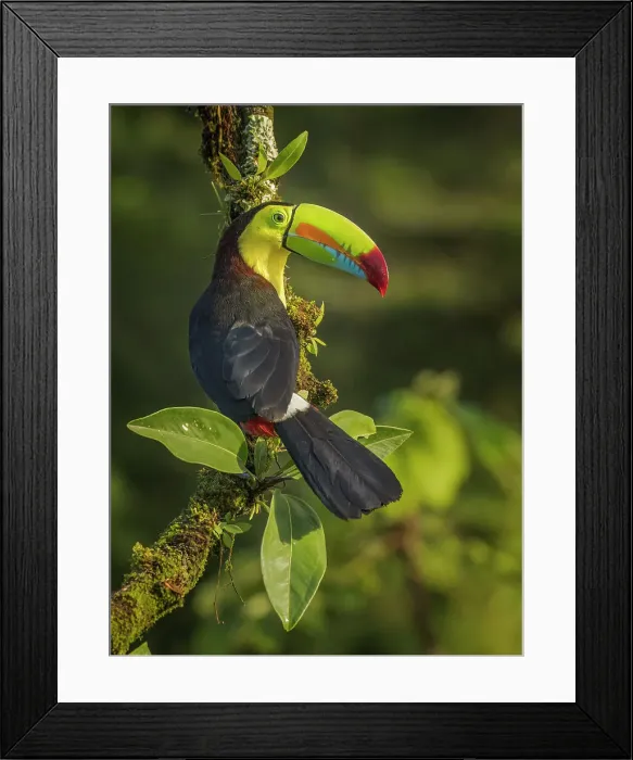 Framed Print : Keel-billed Toucan (Ramphastos sulfuratus), Boca Tapada, Ajauela, Costa Rica Framed Print : Keel-billed Toucan (Ramphastos sulfuratus), Boca Tapada, Ajauela, Costa Rica