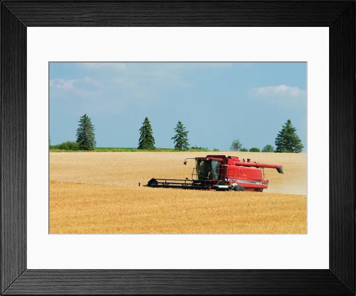 Framed Print : Combine harvesting winter wheat near Thornton, Ontario, Canada