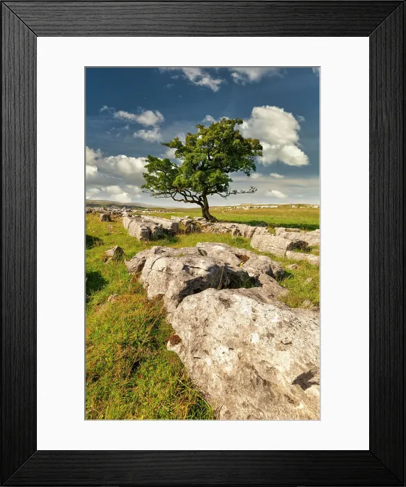 Framed Print : Lone Hawthorn Tree on Limestone Pavement, Winskill Stones Nature Reserve, Yorkshire Dales National Park, England Framed Print : Lone Hawthorn Tree on Limestone Pavement, Winskill Stones Nature Reserve, Yorkshire Dales National Park, England