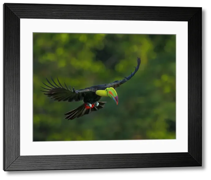 Framed Print : Keel-billed Toucan (Ramphastos sulfuratus) in flight, Boca Tapada, Alajuela, Costa Rica