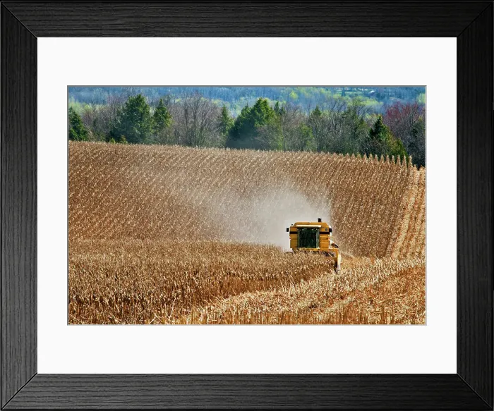 Framed Print : Combine harvesting corn near Thornton, Ontario, Canada Framed Print : Combine harvesting corn near Thornton, Ontario, Canada