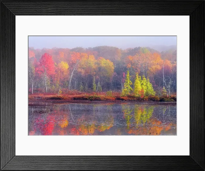 Framed Print : Wetland on Horseshoe Lake in Autumn, Muskoka, Ontario, Canada Framed Print : Wetland on Horseshoe Lake in Autumn, Muskoka, Ontario, Canada