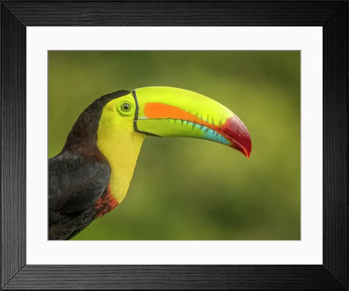 Framed Print : Keel-billed Toucan (Ramphastos sulfuratus), Boca Tapada, Ajauela, Costa Rica Framed Print : Keel-billed Toucan (Ramphastos sulfuratus), Boca Tapada, Ajauela, Costa Rica