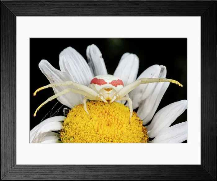 Framed Print : Goldenrod Crab Spider (Misumena vatia) female on Ox-eye Daisy. Thornton, Ontario, Canada