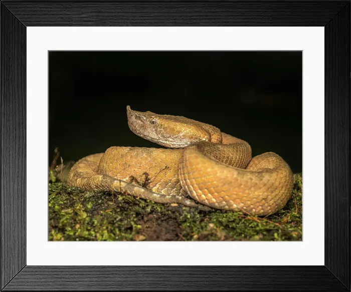 Framed Print : Hog-nosed pit viper (Porthidium nasutum), Boca Tapada, Alajuela, Costa Rica Framed Print : Hog-nosed pit viper (Porthidium nasutum), Boca Tapada, Alajuela, Costa Rica