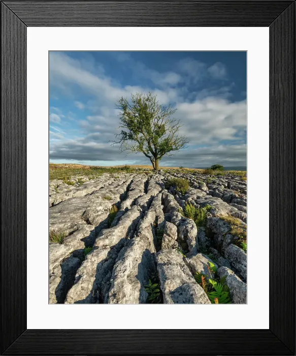 Framed Print : Lone Tree on Limestone Pavement, Malham, Yorkshire Dales National Park, England Framed Print : Lone Tree on Limestone Pavement, Malham, Yorkshire Dales National Park, England