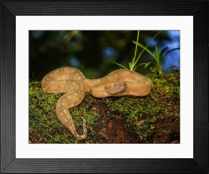 Framed Print : Hog-nosed pit viper (Porthidium nasutum), Boca Tapada, Alajuela, Costa Rica Framed Print : Hog-nosed pit viper (Porthidium nasutum), Boca Tapada, Alajuela, Costa Rica