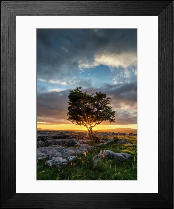 Framed Print : Lone Hawthorn Tree on Limestone Pavement at Sunset, Winskill Stones Nature Reserve, Yorkshire Dales National Park, England