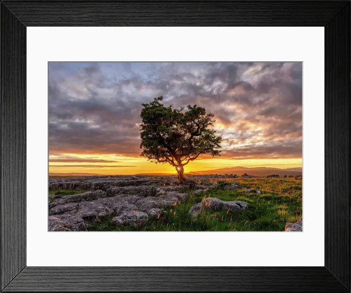 Framed Print : Lone Hawthorn Tree on Limestone Pavement at Sunset, Winskill Stones Nature Reserve, Yorkshire Dales National Park, England Framed Print : Lone Hawthorn Tree on Limestone Pavement at Sunset, Winskill Stones Nature Reserve, Yorkshire Dales National Park, England
