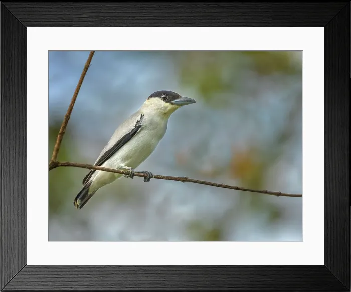 Framed Print : Black-crowned Tityra (Tityra inquisitor), Boca Tapada, Alajuela, Costa Rica Framed Print : Black-crowned Tityra (Tityra inquisitor), Boca Tapada, Alajuela, Costa Rica