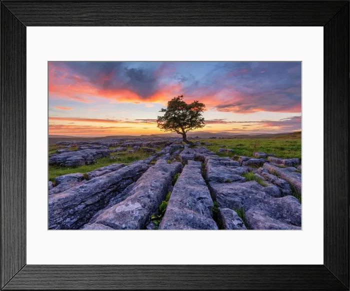 Framed Print : Lone Hawthorn Tree on Limestone Pavement at Sunset, Winskill Stones Nature Reserve, Yorkshire Dales National Park, England Framed Print : Lone Hawthorn Tree on Limestone Pavement at Sunset, Winskill Stones Nature Reserve, Yorkshire Dales National Park, England