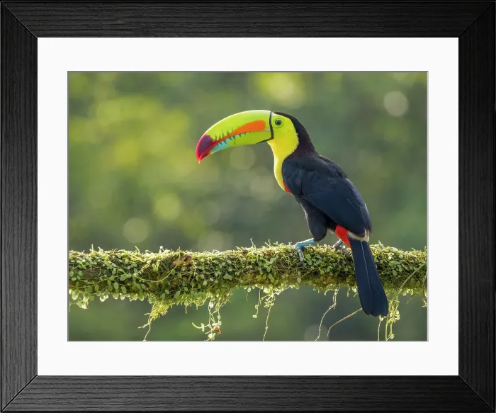 Framed Print : Keel-billed Toucan (Ramphastos sulfuratus), Boca Tapada, Ajauela, Costa Rica Framed Print : Keel-billed Toucan (Ramphastos sulfuratus), Boca Tapada, Ajauela, Costa Rica