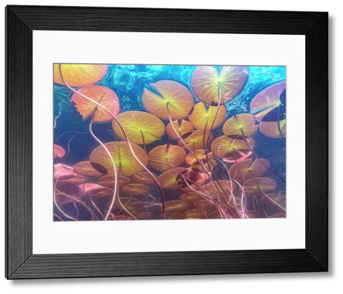 Framed Print : Water Lilies below the surface of Horseshoe Lake, Parry Sound, Ontario, Canada Framed Print : Water Lilies below the surface of Horseshoe Lake, Parry Sound, Ontario, Canada