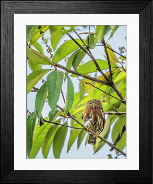 Framed Print : Central American Pygmy Owl (Glaucidium griseiceps), Boca Tapada, Alajuela, Costa Rica Framed Print : Central American Pygmy Owl (Glaucidium griseiceps), Boca Tapada, Alajuela, Costa Rica