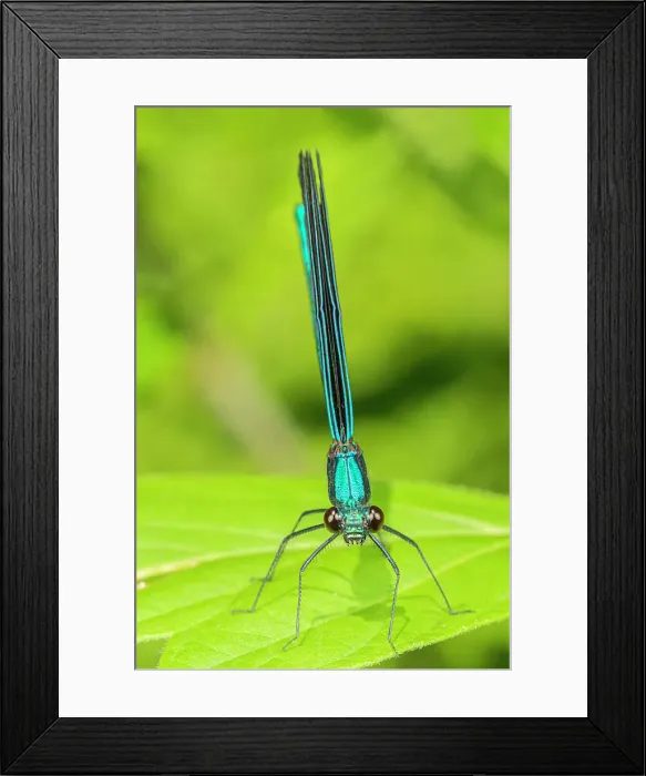 Framed Print : Ebony Jewelwing (Calopteryx maculata) male, Thornton, Ontario, Canada Framed Print : Ebony Jewelwing (Calopteryx maculata) male, Thornton, Ontario, Canada