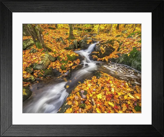 Framed Print : Woodland stream in Autumn, Muskoka, Ontario, Canada Framed Print : Woodland stream in Autumn, Muskoka, Ontario, Canada