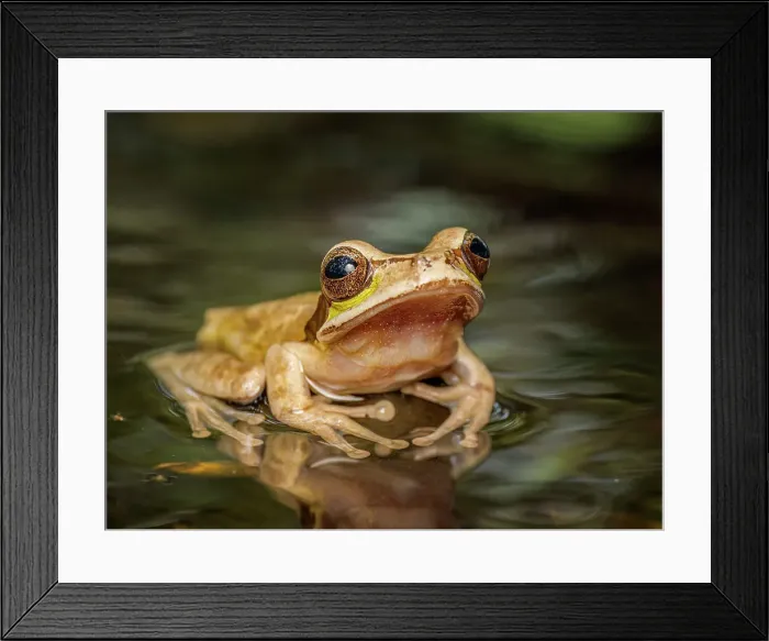 Framed Print : Masked Tree Frog (Smilisca phaeota), Boca Tapada, Costa Rica Framed Print : Masked Tree Frog (Smilisca phaeota), Boca Tapada, Costa Rica