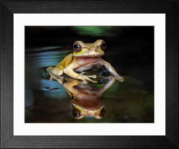 Framed Print : Masked Tree Frog (Smilisca phaeota), Boca Tapada, Costa Rica Framed Print : Masked Tree Frog (Smilisca phaeota), Boca Tapada, Costa Rica