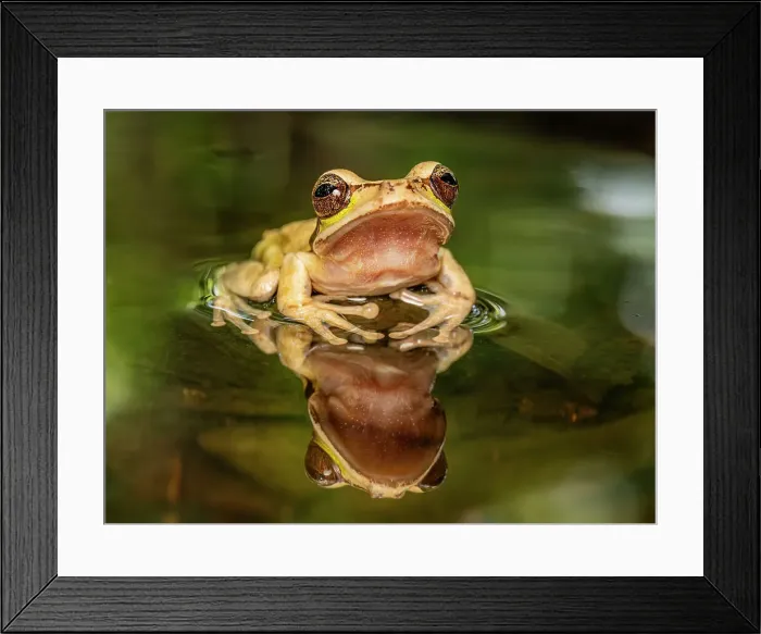 Framed Print : Masked Tree Frog (Smilisca phaeota), Boca Tapada, Costa Rica Framed Print : Masked Tree Frog (Smilisca phaeota), Boca Tapada, Costa Rica