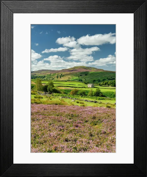 Framed Print : Heather in Bloom in Swaledale, near Reeth, Yorkshire Dales National Park, England Framed Print : Heather in Bloom in Swaledale, near Reeth, Yorkshire Dales National Park, England